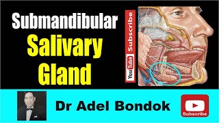 Anatomy of the submandibular Salivary Gland Dr Adel Bondok Making Anatomy Simple [upl. by Haidabo]