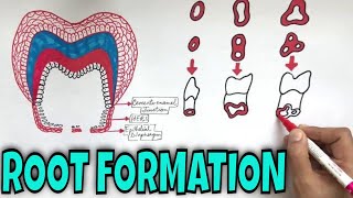 Development of Tooth  Part 3  Root Formation of Tooth [upl. by Takeshi]