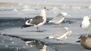 20220202 Slaty backed Gull [upl. by Cote150]