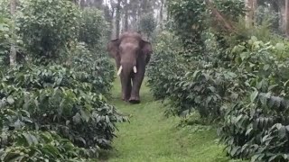 bhima elephant sakleshpur [upl. by Asehr]