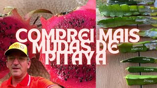 COMPREI MAIS MUDAS DE PITAYA [upl. by Noryv]