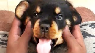 THE BEST CUTE AND FUNNY DOG VIDEOS OF 2023 🐶 [upl. by Hsetim]