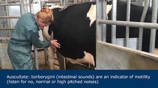 Abdominal examination in ruminants [upl. by Eissert673]