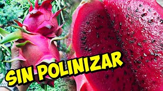 Pitahaya Roja Que Produce Frutos Sin Tener Que Polinizar  Auto Fértil [upl. by Noramac]