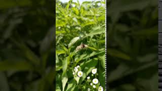 Bird songs at Midewin National Tallgrass Prairie [upl. by Adyeren]