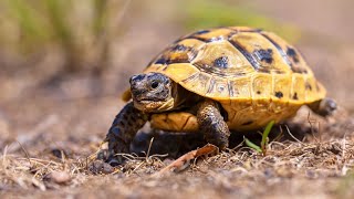 Testudo graeca I tortoise 🐢 I baby tortoise 🐢tortoise turtle reptiles animals shorts ytshorts [upl. by Helprin]