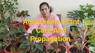 Aglaonema Plant Care And Propagation Decorat Your House With Aglaonema Plant [upl. by Jarrid589]