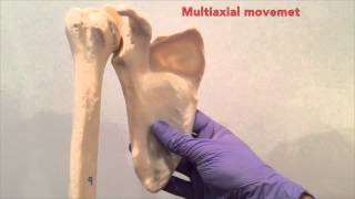 The Glenohumeral Joint [upl. by Irabaj]