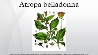 Atropa belladonna [upl. by Nnyrat10]