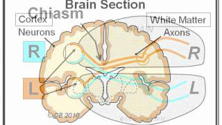 Migraine 3 Mechanism [upl. by Franzen]