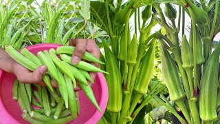 How to Grow Okra at Home The Secret to Double Your Yield in Just 3 Steps [upl. by Engapmahc]