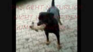 growling Rottweiler wird böse und knurrt  knurren [upl. by Adnawot]