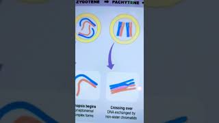 Stages of prophase1 in meiosis [upl. by Yornek]