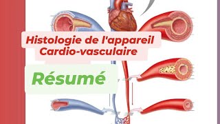 HISTOLOGIE DE LAPPAREIL CARDIO VASCULAIRE  Résumé [upl. by Henryk]