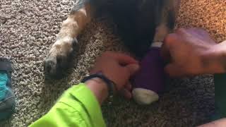 Putting Running Ruffwear Shoes on Dewclaws Shepard  How to Run With Your Dog [upl. by Notrab]