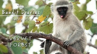 New Baby Monkeys  Vervet Monkeys Playing amp Grooming  Vervet Forest  Bandit Diaries [upl. by Esorbma932]