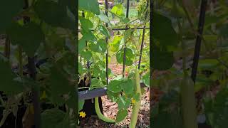 Fresh and Healthy Indian Snake Gourd shortvideo ediblegarden chinesegarden climbergarden nature [upl. by Nyrrad]