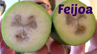 Feijoa Review  Weird Fruit Explorer Ep 110 [upl. by Leemaj89]