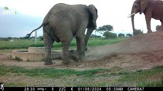 Morning Sparring with Elephant Bulls Zindoga and Somopane 🐘 [upl. by Enimzaj]