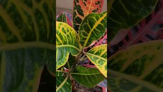 Croton plant repotting garden plant crotonplant repotting youtubeshorts [upl. by Lais]