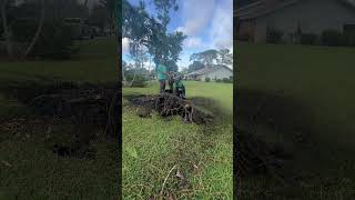 When a pine tree gets blown over lawncare barn nature lawn minibarn plant landscape tree ￼￼ [upl. by Ffilc]