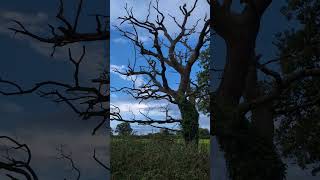 Natures Sculpture The Beauty of a Deadwood Oak Tree [upl. by Gerick]