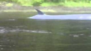 Killer whales Orcinus orca attack sei whale Balaenoptera borealis [upl. by Amerak]