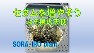 【多肉植物＃75】セダム増やし時。そよ風の天使、名前が可愛いね。2024年11月1日 [upl. by Enilarak566]