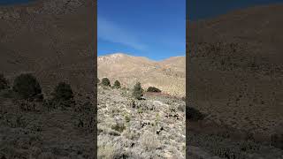 Grapevine Canyon Owens Peak Pinus sabiniana hiking sierranevada ridgecrest nature [upl. by Padraig408]