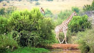 Selous Nyerere National Park Tanzania [upl. by Haduj]