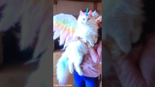 shortvideo catpetschannel catvideos funny ytpets funnyanimal pets funnypetschannel [upl. by Feriga]