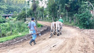 Aqui ainda lutando para manter os bons costumes de antigamente região de canelinha Santa Catarina… [upl. by Savina]