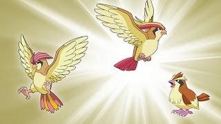 Evolução Evolution Pidgey  Pidgeotto  Pidgeot POKÉMON GO [upl. by Voccola459]