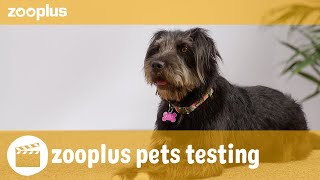 Pipa  zooplus pets testing PURINA PRO PLAN Fortiflora Canine Probiotic [upl. by Iyre767]