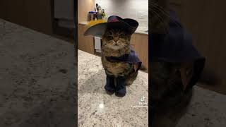 Funny Cat Dressed As Puss In Boots shrek cat funny [upl. by Yllrebmik504]