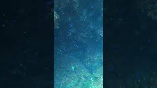 Damselfish Babys shortsvideo scubadiving fish scuba wildlife underwater animal shortvideo [upl. by Idnam278]