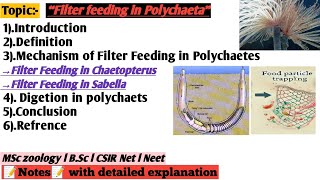 Filter feeding in polychaeta  Nutrition and digetion in Annelida  filter feeding in chaetopterus [upl. by Spearman626]