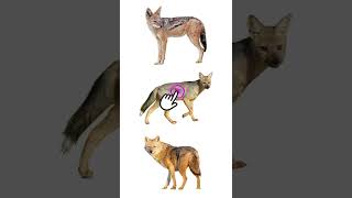 3 Species Of Jackal  Types Of Jackal jackals [upl. by Nnaillij]