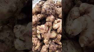 Ginger  Aduwa  अदुवा krishisuchana ginger agriculture agriculturenews farming food krishi [upl. by Bonnee]