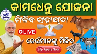 ମୁଖ୍ୟମନ୍ତ୍ରୀ କାମଧେନୁ ଯୋଜନା ଆବେଦନKamadhenu Yojana Beneficiary installment Releasekamadhenu regis [upl. by Lenoil904]