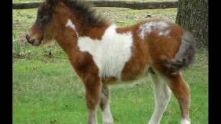 Cavalli Falabella  Allevamento Piancalcaio  Tuscany  Italy  Falabella miniature horses [upl. by Nadroj966]