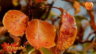 Աշնան Արև ♬ 🍂 Ashnan Arev [upl. by Saba614]