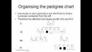 PEDIGREE SYMBOLS [upl. by Miyasawa455]