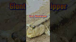 Shocking and untold facts about mudskipper fish😱🐟 Mind blowing facts about fish  Mudskipper fish [upl. by Zechariah703]