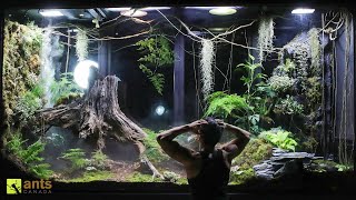 A Mantis Mating Disaster amp Crisis in My Giant Rainforest Vivarium [upl. by Assili]