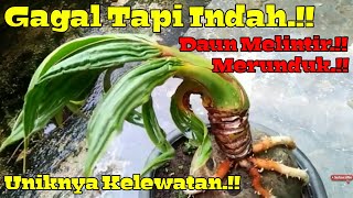 Bonsai kelapa daun melintir dan melengkung seperti tertiup angin topan [upl. by Atirys]