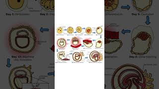 Embryo development process ll embryology ll implantation [upl. by Jaquenette]