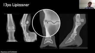 Several Cases of Fetlock Lesions [upl. by Glynias347]