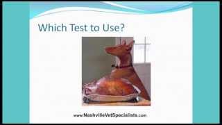 Cushings Disease Treatments in Veterinary Medicine Nashville Veterinary Specialists [upl. by Derf]