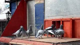 Racing pigeons  fast trapping  by carl greenhow [upl. by Spears]